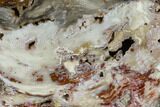 Colorful, Polished Petrified Wood Slab - Cherry Creek, NV #118049-1